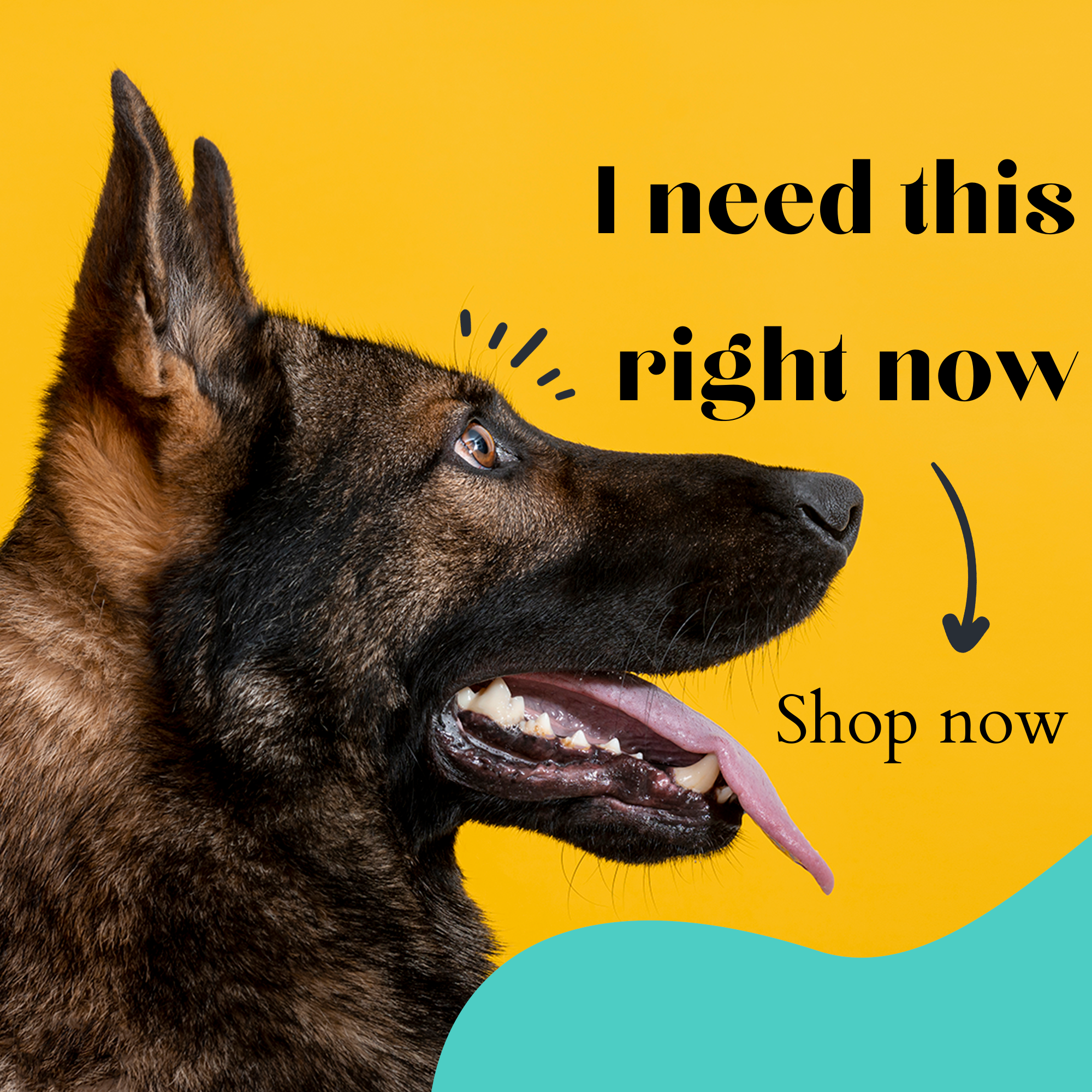 Buy Luminous Collar Online | Eaton Pets | Pet Supplies | Online Pet Store | Pet Toys | EatonPets