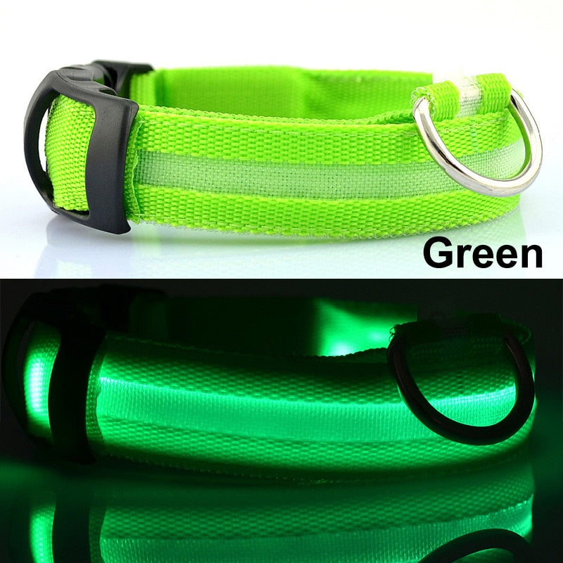 Luminous Collar | Pet Collars Online | Dog Collars | EatonPets