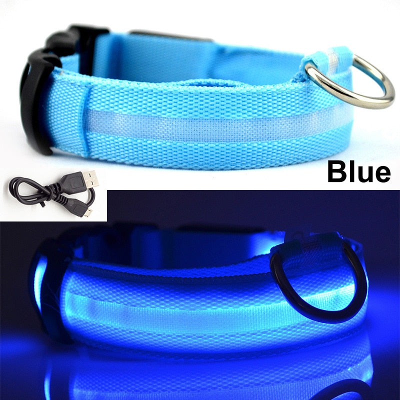 Luminous Collar | Pet Collars Online | Dog Collars | EatonPets